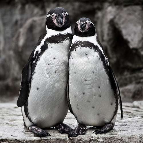 penguin partners